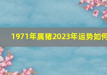 1971年属猪2023年运势如何