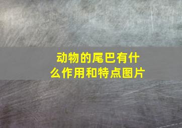 动物的尾巴有什么作用和特点图片