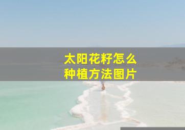 太阳花籽怎么种植方法图片