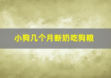 小狗几个月断奶吃狗粮