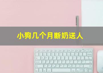 小狗几个月断奶送人