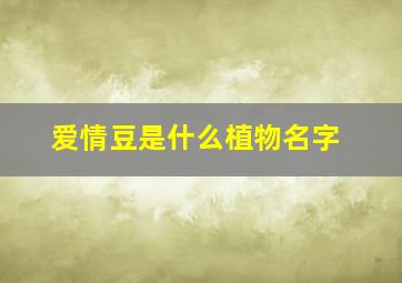 爱情豆是什么植物名字