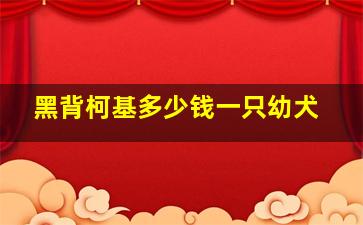 黑背柯基多少钱一只幼犬