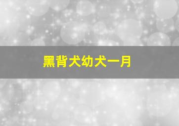 黑背犬幼犬一月