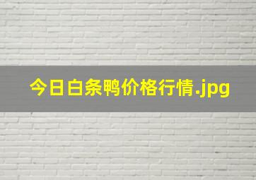 今日白条鸭价格行情